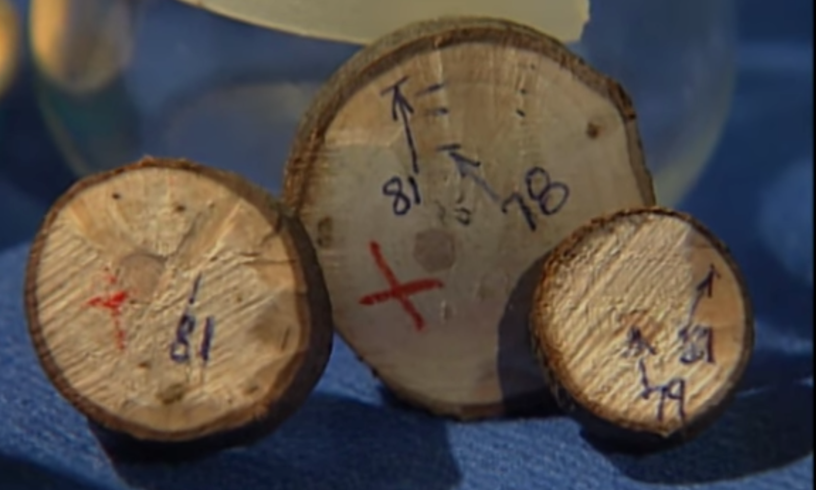 Wood samples from the tree