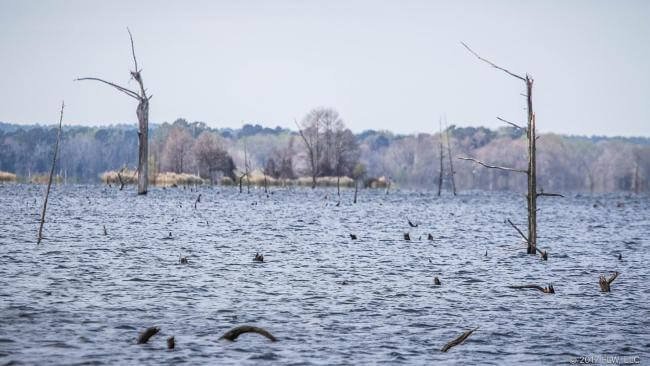 Stumps in Lake Seminole