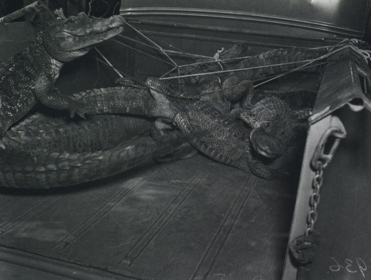 Joe Ball's Alligators on their way to the zoo