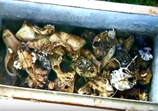 Cooler full of animal bones