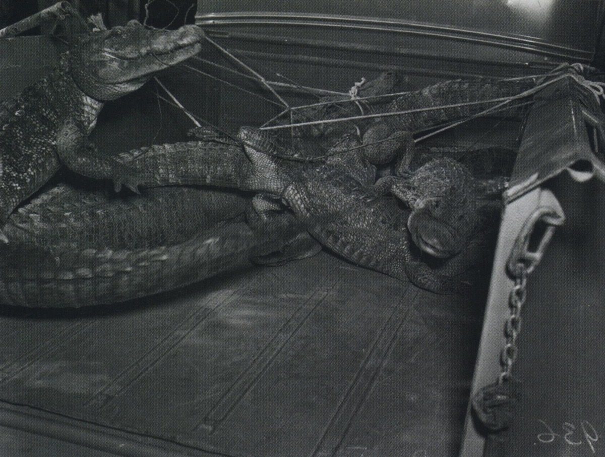 Joe Ball’s Alligators on their way to the zoo