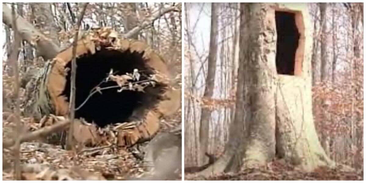 Hollowed tree where he hid the bodies