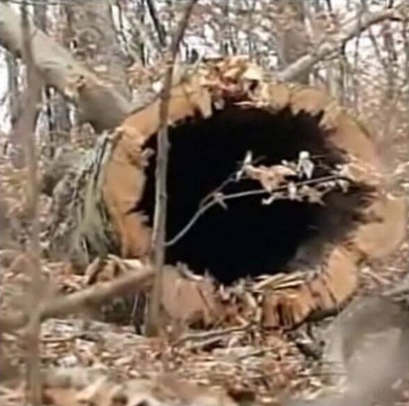 Hollowed tree where he hid the bodies