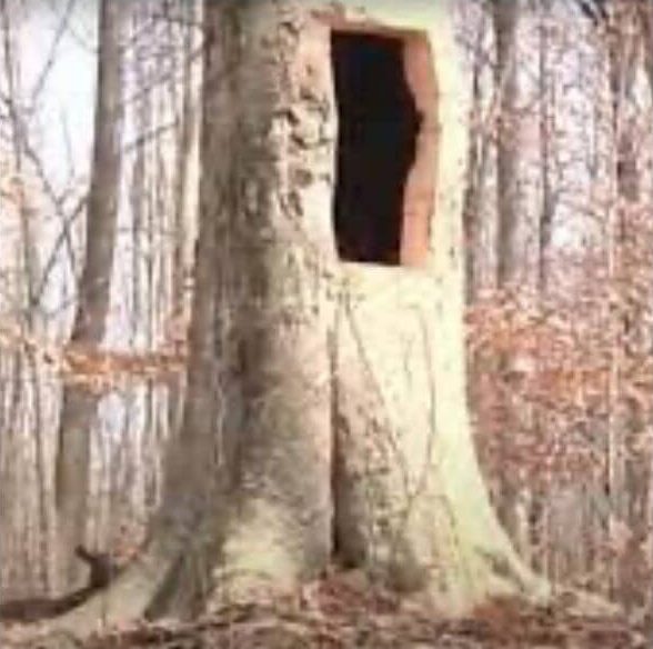 Hollowed tree where he hid the bodies