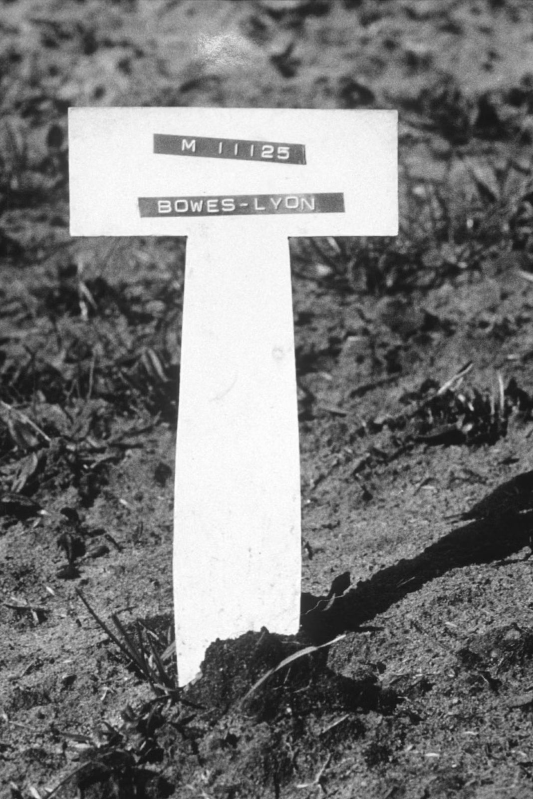 Nerissa’s Gravestone